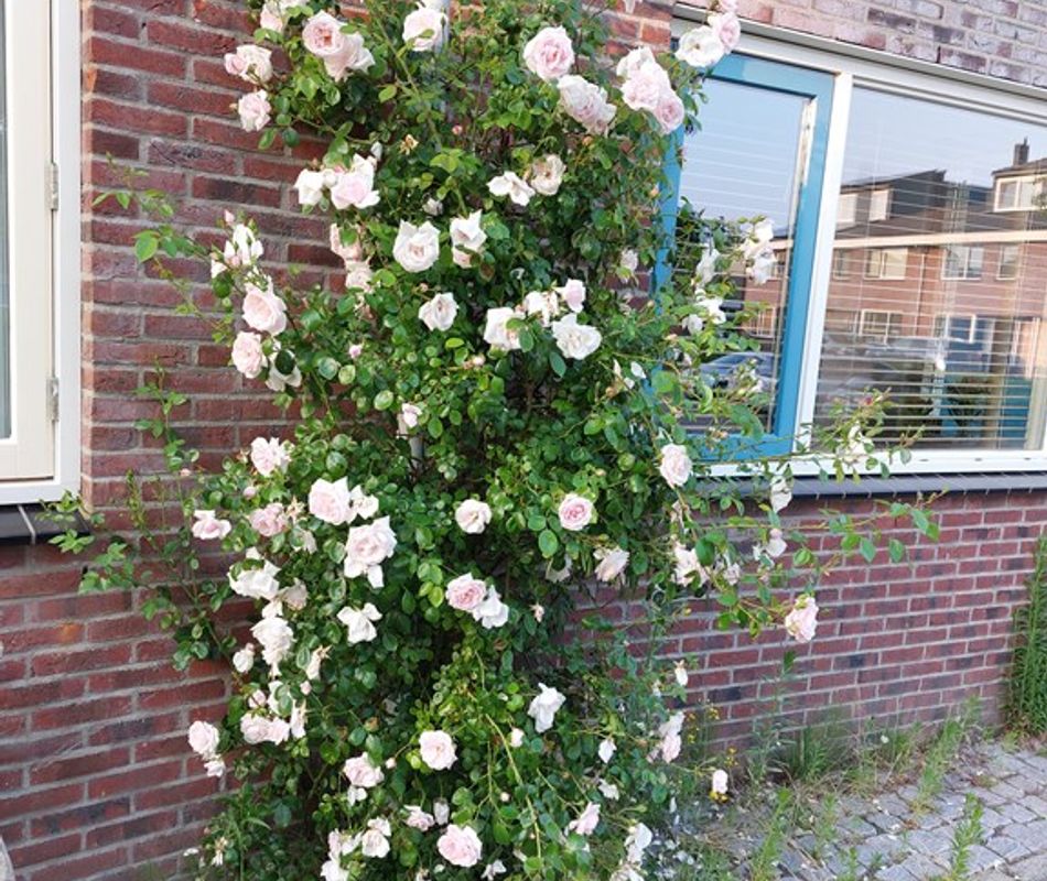 Socrateshof 3, Huizen