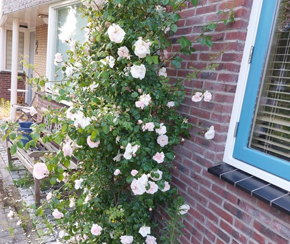 Socrateshof 3, Huizen